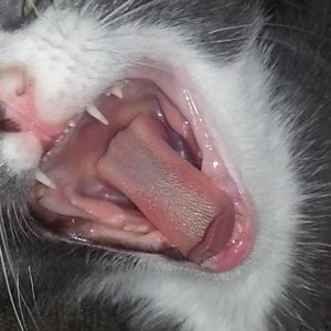 Meet your Posher, Cher